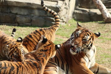 Malayan Tiger and cubs playing