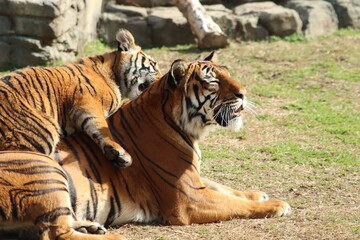Malayan Tigers in the Zoo playing