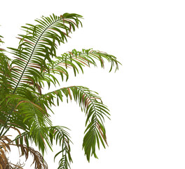 palm Tree Leaves isolated on transparent background. corner palm tree foliage PNG. PNG palm tree with green leaves isolated on white background. Isolated palm tree branch on transparent background PNG