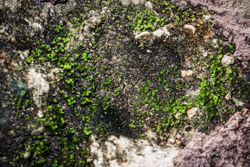 Thick Moss on a Wall &ndash; Natural Texture and Growth Concept
