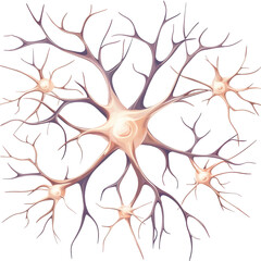 Fototapeta premium A network of neurons showcasing branching structures and a central cell body. isolated on white background