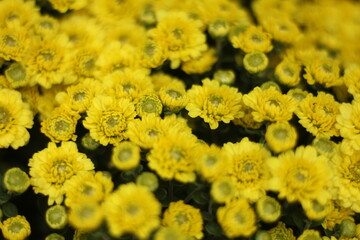  Climbing wedelia and Rabbits paw, Asteraceae plant in Compositae family, Asteraceaes in a glass blurred background Aster daisy composite flower Asteraceae Compositae,Compositae helping 