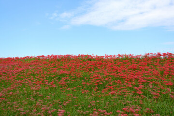青空の下に広がる赤い彼岸花