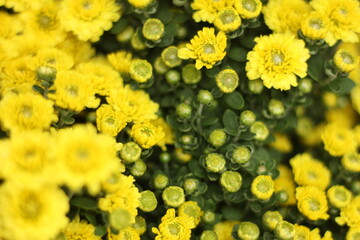  Climbing wedelia and Rabbits paw, Asteraceae plant in Compositae family, Asteraceaes in a glass blurred background Aster daisy composite flower Asteraceae Compositae,Compositae helping 