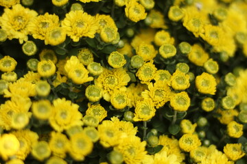  Climbing wedelia and Rabbits paw, Asteraceae plant in Compositae family, Asteraceaes in a glass blurred background Aster daisy composite flower Asteraceae Compositae,Compositae helping 