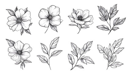 Fototapeta premium Botanical Line Art Drawing of Flowers and Leaves Delicate Floral Illustration Elegant Plant Designs