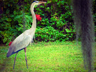 A majestic Great Blue Heron standing on a grassy area, surrounded by lush green vegetation, with a few red flowers in the background.