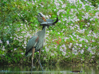 A Great Blue Heron stands in shallow water, holding a captured catfish in its beak, surrounded by blooming wildflowers and green foliage in a natural wetland.