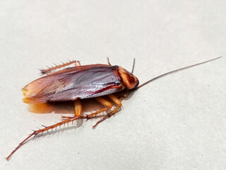 Closeup Of An Insect On A Light Surface
