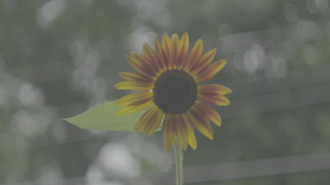 Fx30, Helios 44-2 slog3