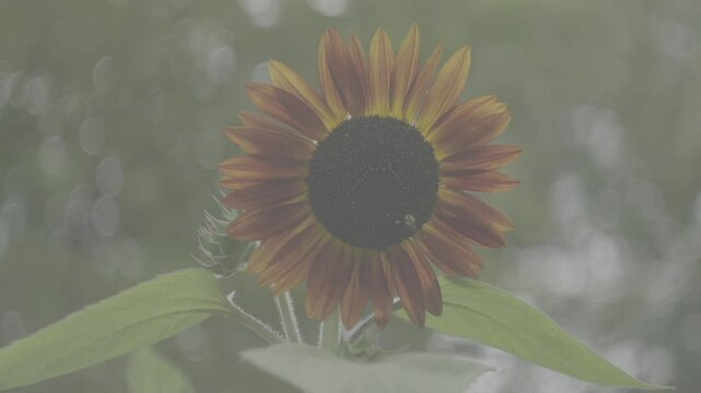 Fx30, Helios 44-2 slog3