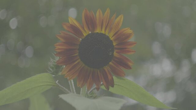 Fx30, Helios 44-2 slog3