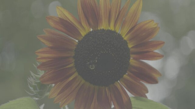 Fx30, Helios 44-2 slog3
