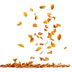 Several leaves gracefully falling, isolated on a transparent or white background.