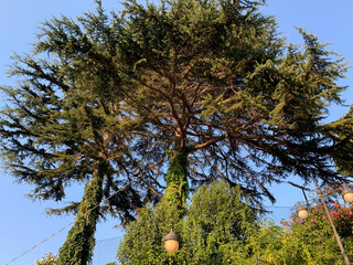 tree in the park