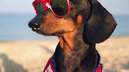 Portrait of seductive dachshund dog in sunglasses, lifeguard carefully looks at sea, controls the swimmers, ready stance Slow motion from paw to head Responsible rescuer on the observation tower