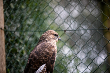 A common buzzard perched on a branch in an enclosure at a wildlife sanctuary.