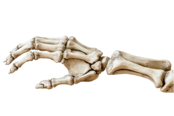 Realistic Human Skeleton Hand Model Displaying Anatomical Structure on Transparent Background PNG