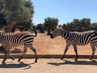 zebras in the zoo