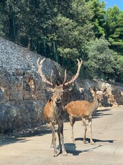 deer on the road