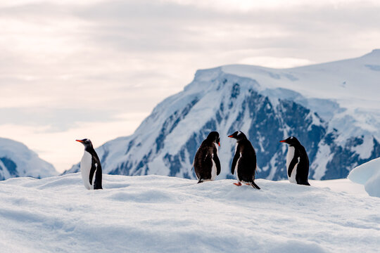 Gentoo Penguin on Iceberg in Antarctica