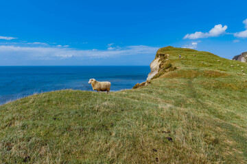 Sheep on a Cliff's Edge