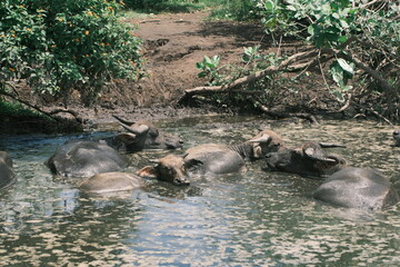 buffalo inthe water
