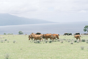 cows in the field