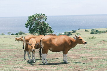 cows in the field