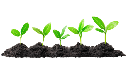 Row of small green sprouts growing in the dirt isolated on transparent background
