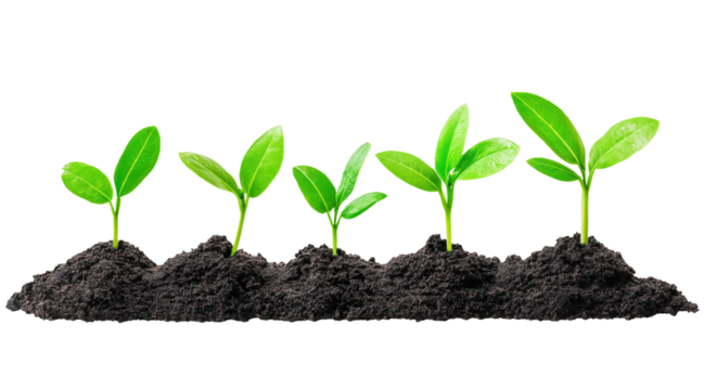 Row of small green sprouts growing in the dirt isolated on transparent background