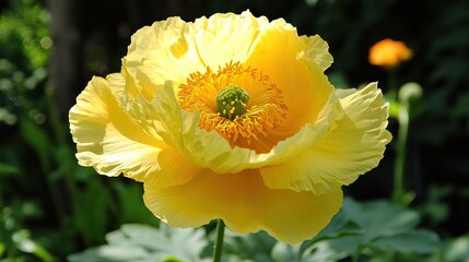 Vibrant Yellow Flower Blooming in Natural Setting
