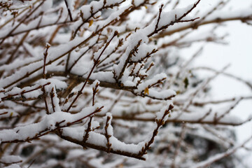 한국의 겨울, 눈 쌓인 나무/Korea's Winter, Snowy Trees