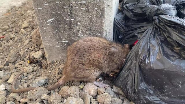 Rat and garbage