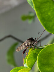 Leptoglossus zonatus is a species of aphid, a type of true aphid. Leptoglossus zonatus dedang perched on orange leaves.
