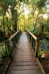 Obraz premium Small Wooden Bridge Over the Waikoropupū River in the Woods – Serene Nature Scene