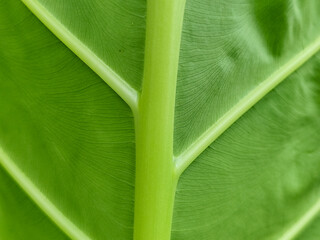 Background Green taro leaves. Taro leaves are a very unique ornamental plant, these taro leaves...