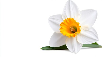 Obraz premium White daffodil flower with yellow center on white background. Generative AI