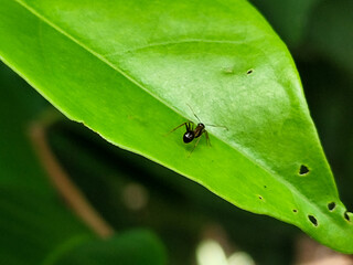 Ants on fresh green leaves.