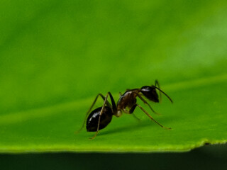 Ants on fresh green leaves.