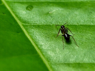 Ants on fresh green leaves.