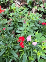 red flowers in the garden