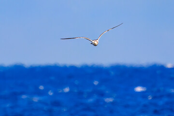 新島の
海で見かけた飛翔する美しいウミネコ（カモメ科）。
英名学名：Black-tailed Gull (Larus crassirostris),
東海汽船東京湾〜伊豆諸島航路のさるびあ丸船上にて。
2024
