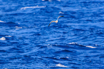 新島の
海で見かけた飛翔する美しいウミネコ（カモメ科）。
英名学名：Black-tailed Gull (Larus crassirostris),
東海汽船東京湾〜伊豆諸島航路のさるびあ丸船上にて。
2024

