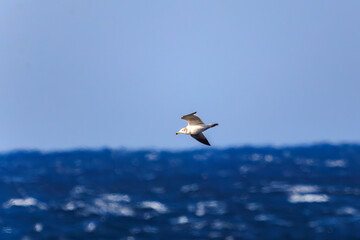 新島の
海で見かけた飛翔する美しいウミネコ（カモメ科）。
英名学名：Black-tailed Gull (Larus crassirostris),
東海汽船東京湾〜伊豆諸島航路のさるびあ丸船上にて。
2024
