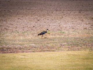 Straw Necked Ibis Struts In Bare Paddock