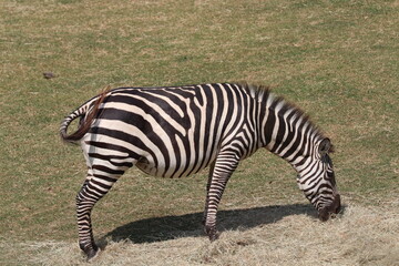 Beautiful zebra grazing peacefully	

