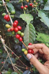 Coffee beans ripening on a tree             