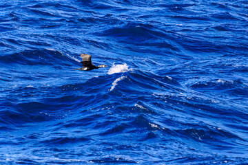 Obraz premium 式根島の海で見かけた飛翔する美しいウミウ（ウ科）。 英名学名：Japanese Cormorant, Phalacrocorax capillatus 東海汽船東京湾〜伊豆諸島航路のさるびあ丸船上にて。2024 