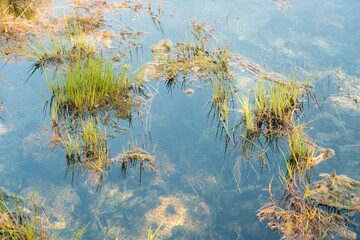 Water Plants Drifting in the Clear Water of Te Waikoropupū Springs – Pristine Natural Beauty
